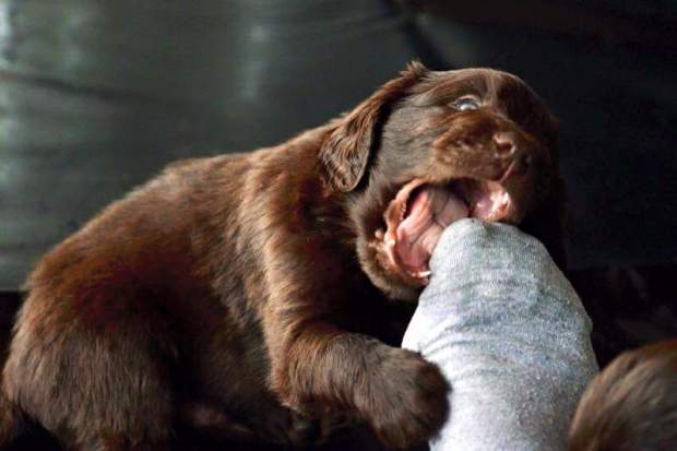 FB_IMG_1454069387794