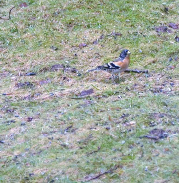 FB_IMG_1458142431949