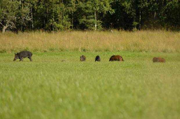 fb_img_1478896020315