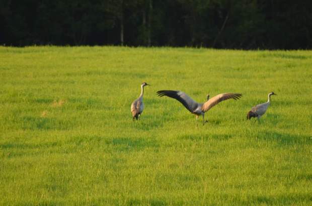 fb_img_1478896030843