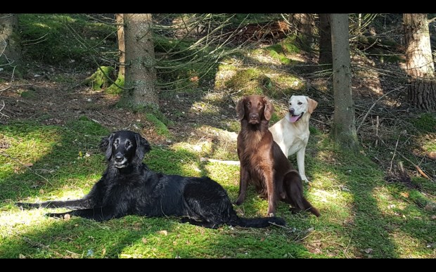 Screenshot_20200102-084346_Gallery