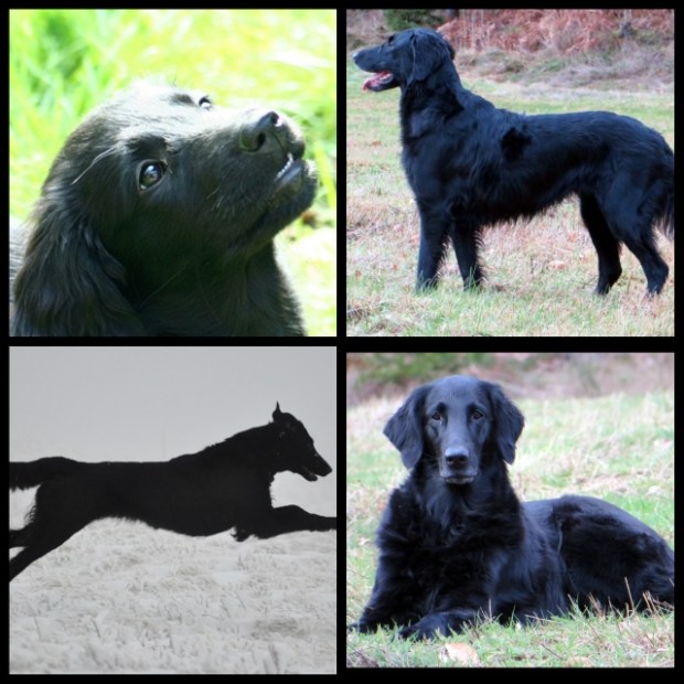 pixlr_20200312081624461