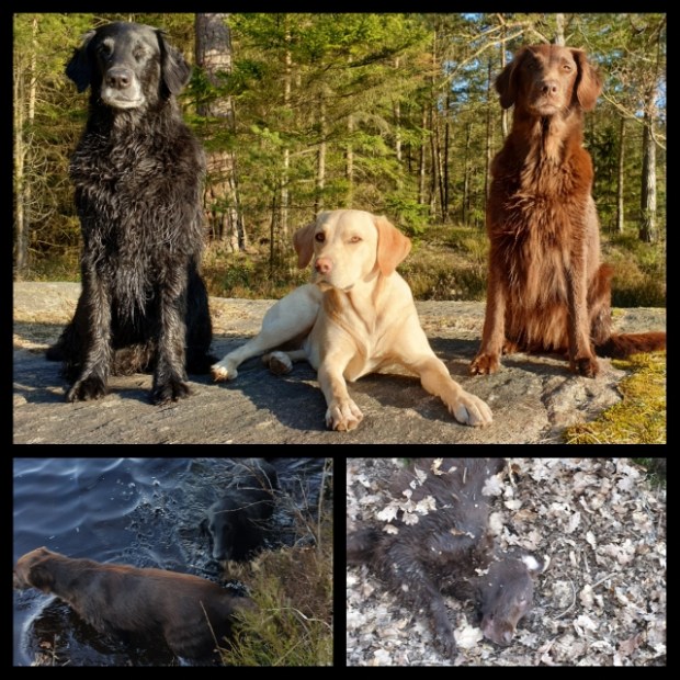 pixlr_20200407091726220