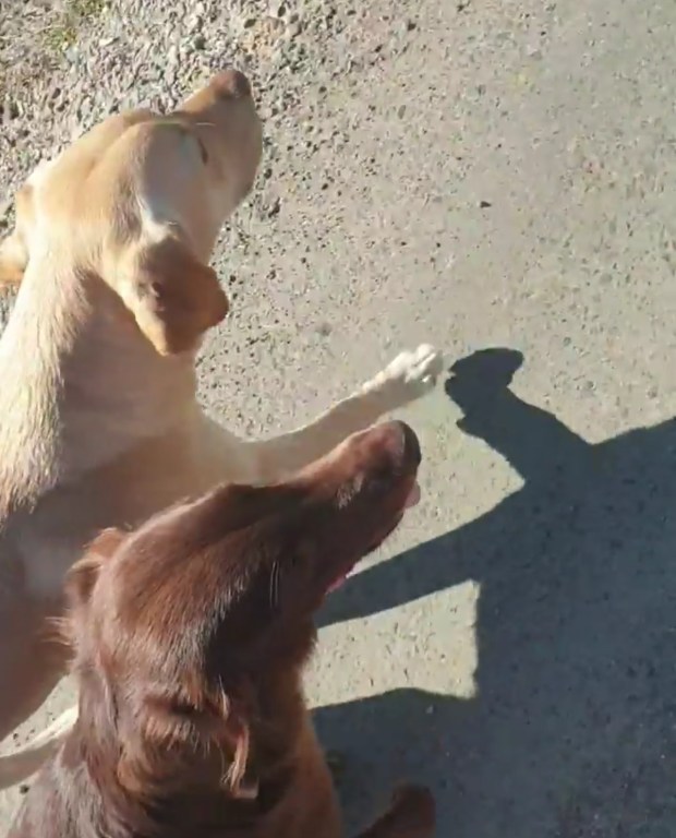 Screenshot_20200420-064619_Facebook