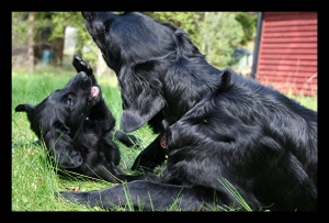 Screenshot_20200519-112427_Samsung Internet