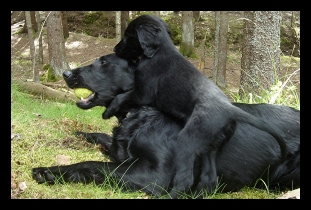 Screenshot_20200519-112457_Samsung Internet